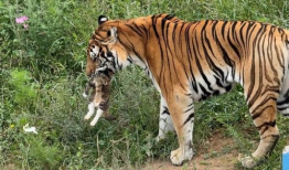 两只老虎视频,萌宠互动，欢乐无限